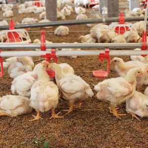 Línea de bebederos de tetina para avicultura Bebedero de tetina para pollos de engorde