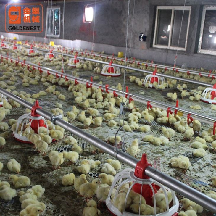 Broiler Automatic Feeding System Of Poultry Equipment Broiler Automatic Feeding System Of Poultry Equipment