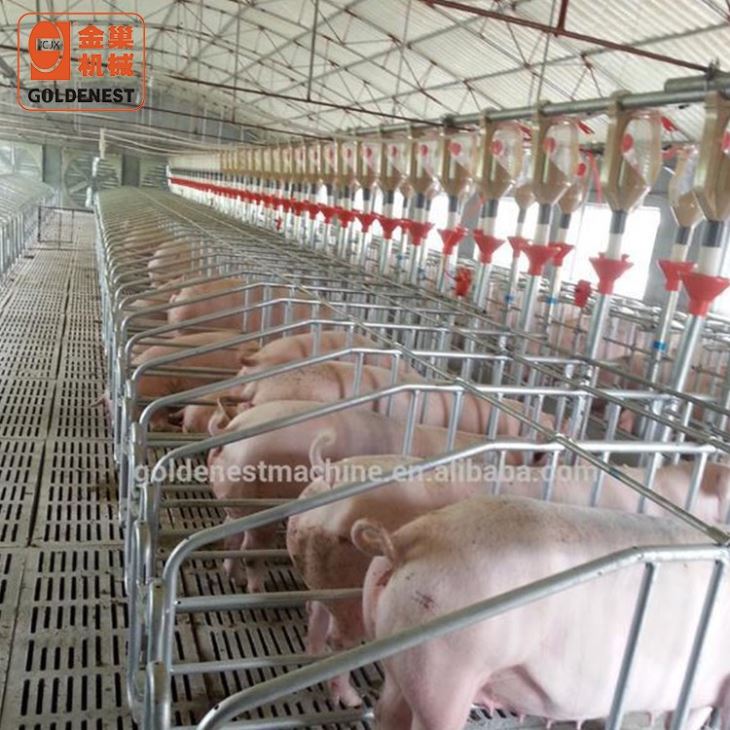 Sow Gestation Single Stall With Cast Iron Feed Trough